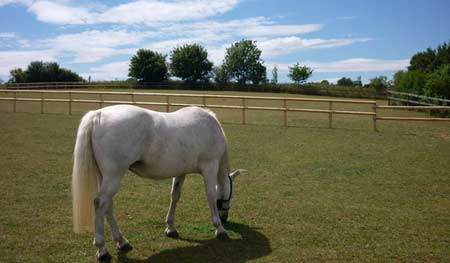 Equestrian post and rail fencing