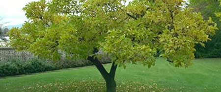 Hedgecutting and tree work